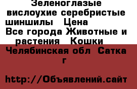 Зеленоглазые вислоухие серебристые шиншилы › Цена ­ 20 000 - Все города Животные и растения » Кошки   . Челябинская обл.,Сатка г.